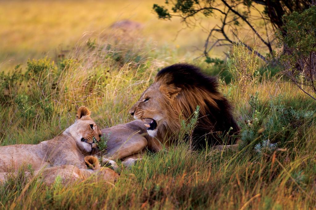 Lalibela Game Reserve - Kichaka Lodge Paterson Bagian luar foto