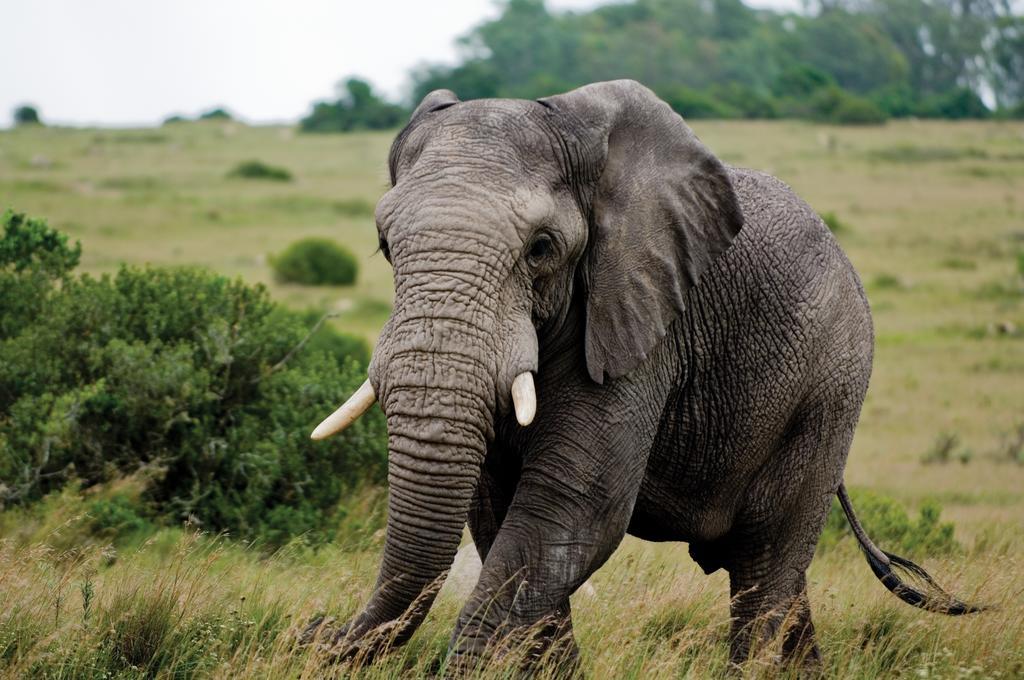 Lalibela Game Reserve - Kichaka Lodge Paterson Bagian luar foto