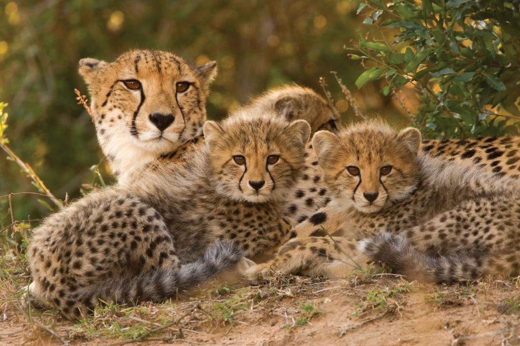 Lalibela Game Reserve - Kichaka Lodge Paterson Bagian luar foto