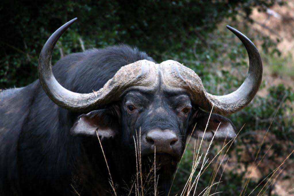 Lalibela Game Reserve - Kichaka Lodge Paterson Bagian luar foto