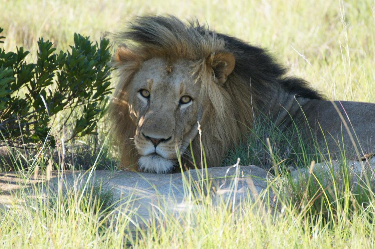 Lalibela Game Reserve - Kichaka Lodge Paterson Bagian luar foto