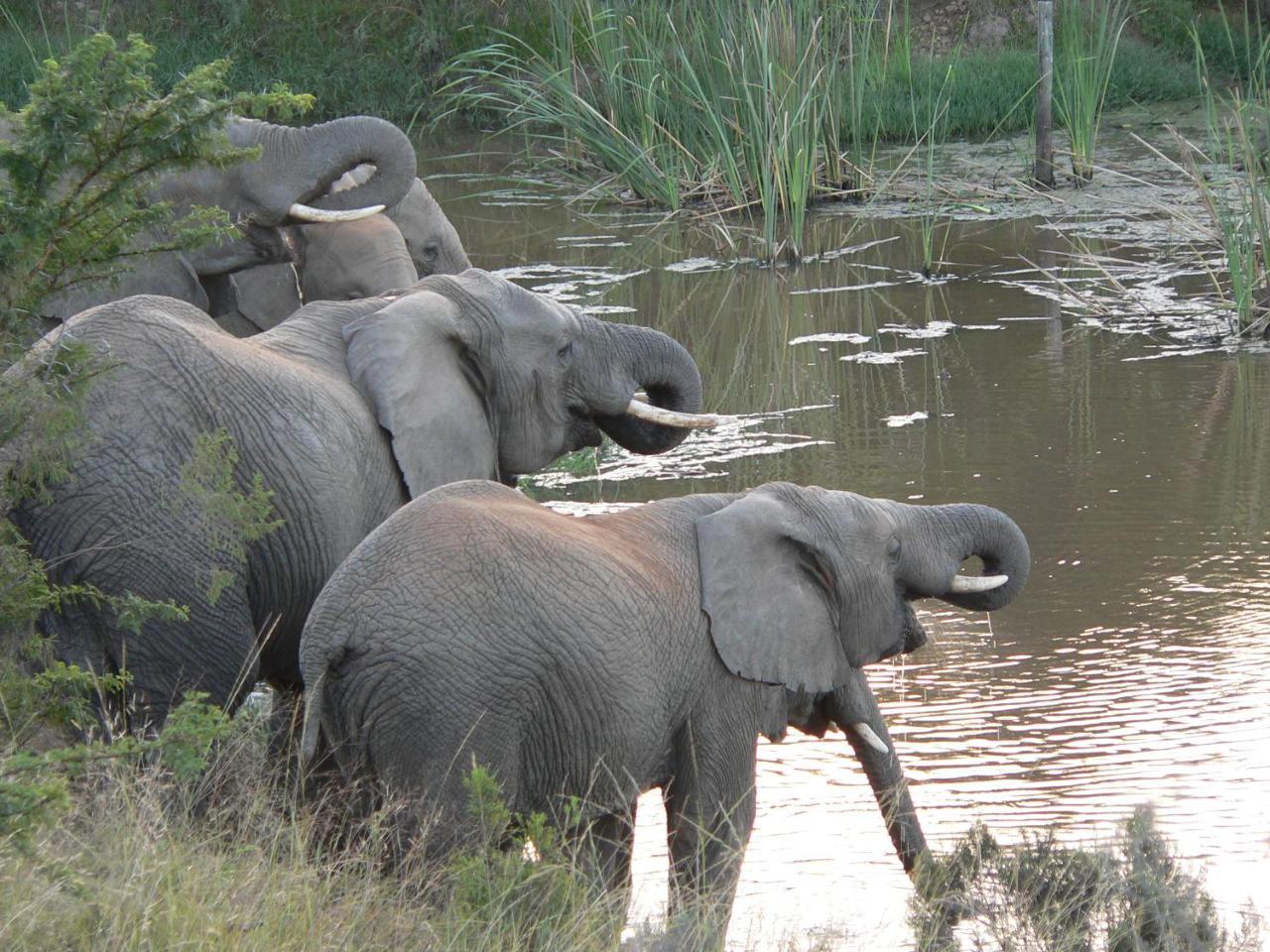 Lalibela Game Reserve - Kichaka Lodge Paterson Bagian luar foto