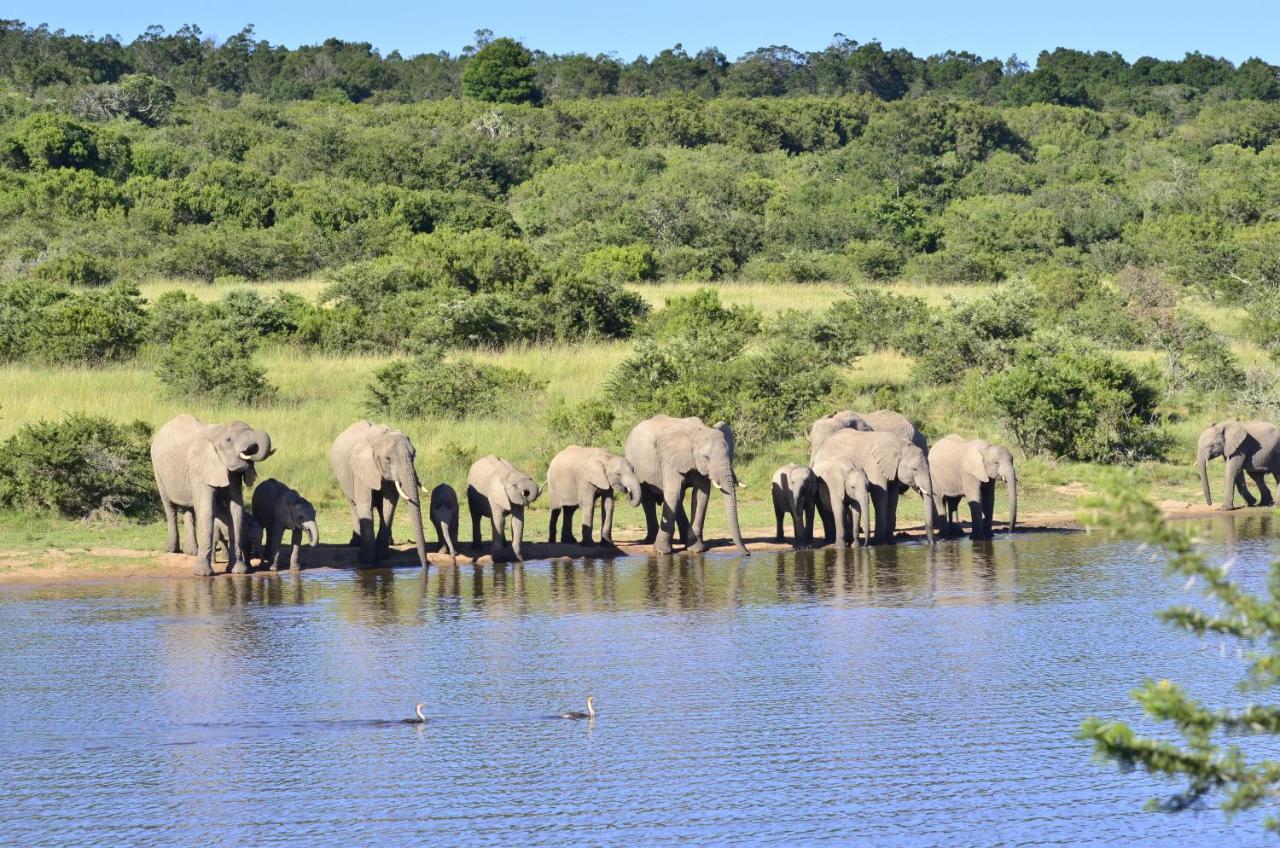 Lalibela Game Reserve - Kichaka Lodge Paterson Bagian luar foto