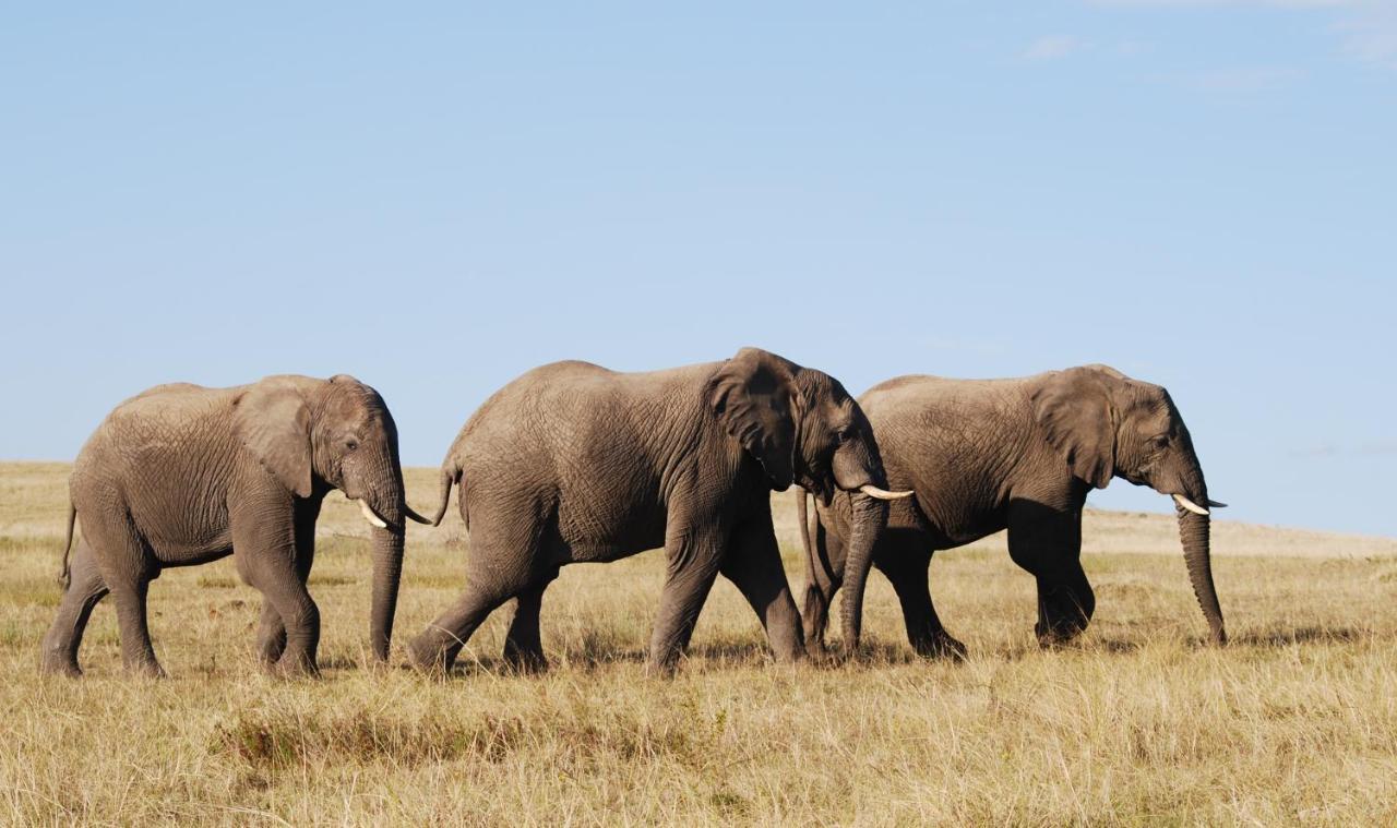 Lalibela Game Reserve - Kichaka Lodge Paterson Bagian luar foto