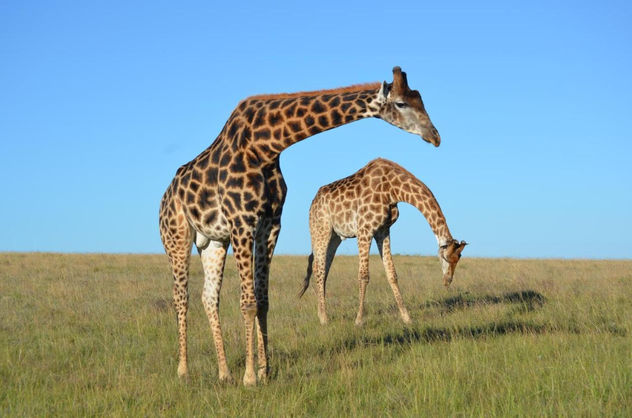 Lalibela Game Reserve - Kichaka Lodge Paterson Bagian luar foto