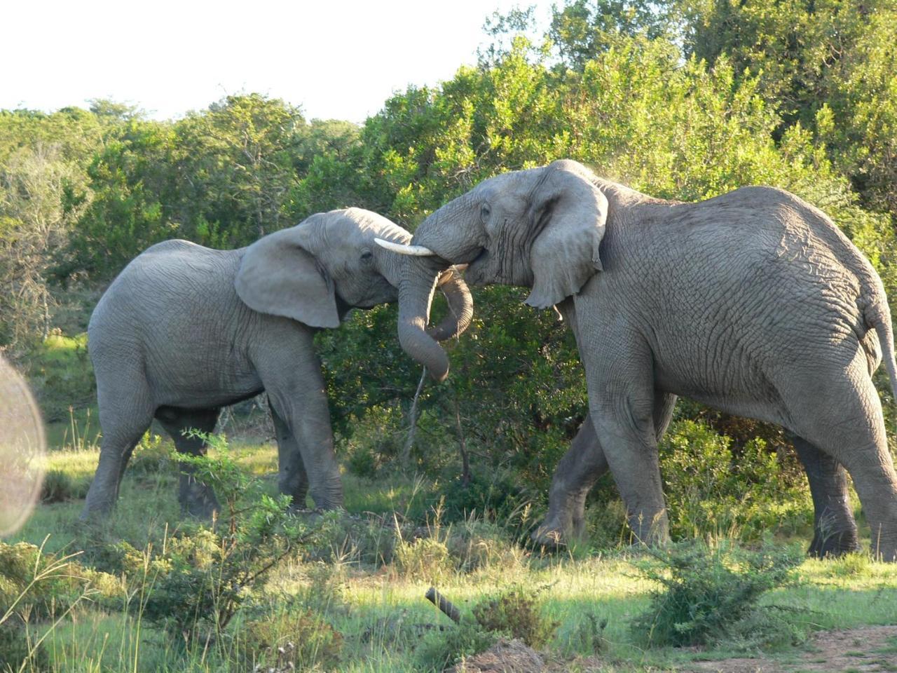 Lalibela Game Reserve - Kichaka Lodge Paterson Bagian luar foto