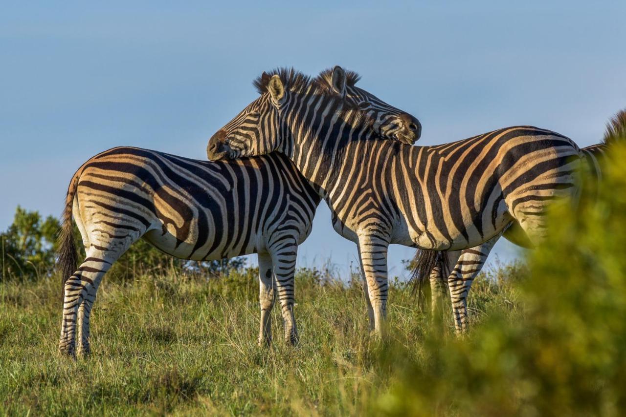 Lalibela Game Reserve - Kichaka Lodge Paterson Bagian luar foto