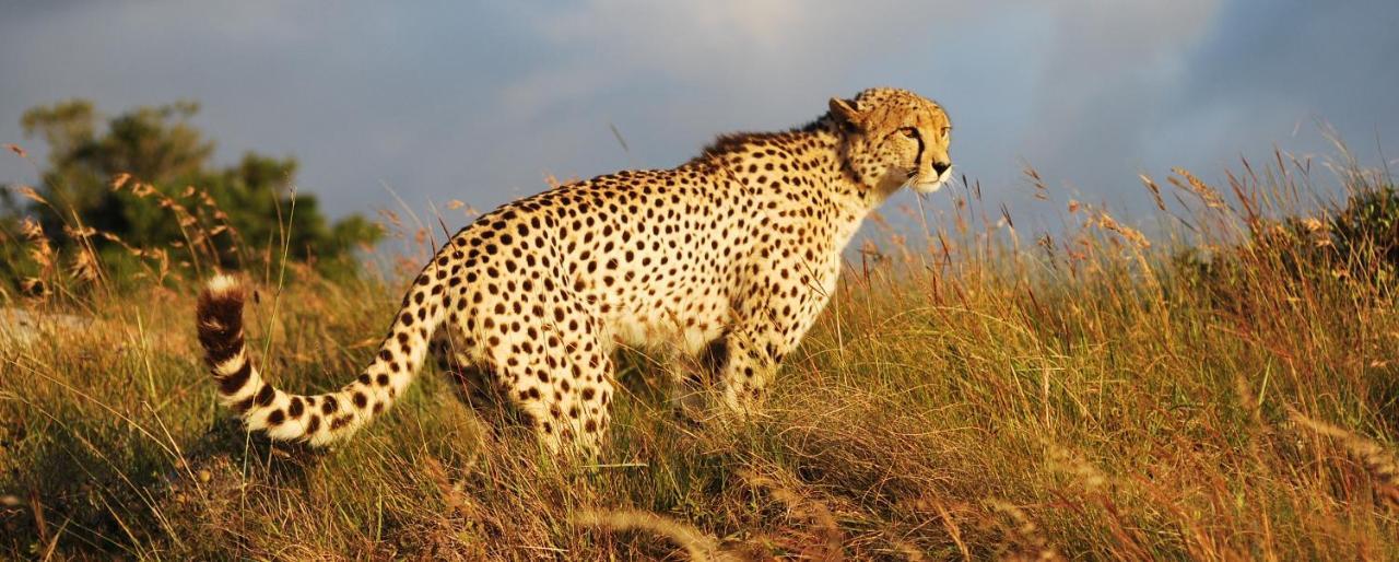 Lalibela Game Reserve - Kichaka Lodge Paterson Bagian luar foto