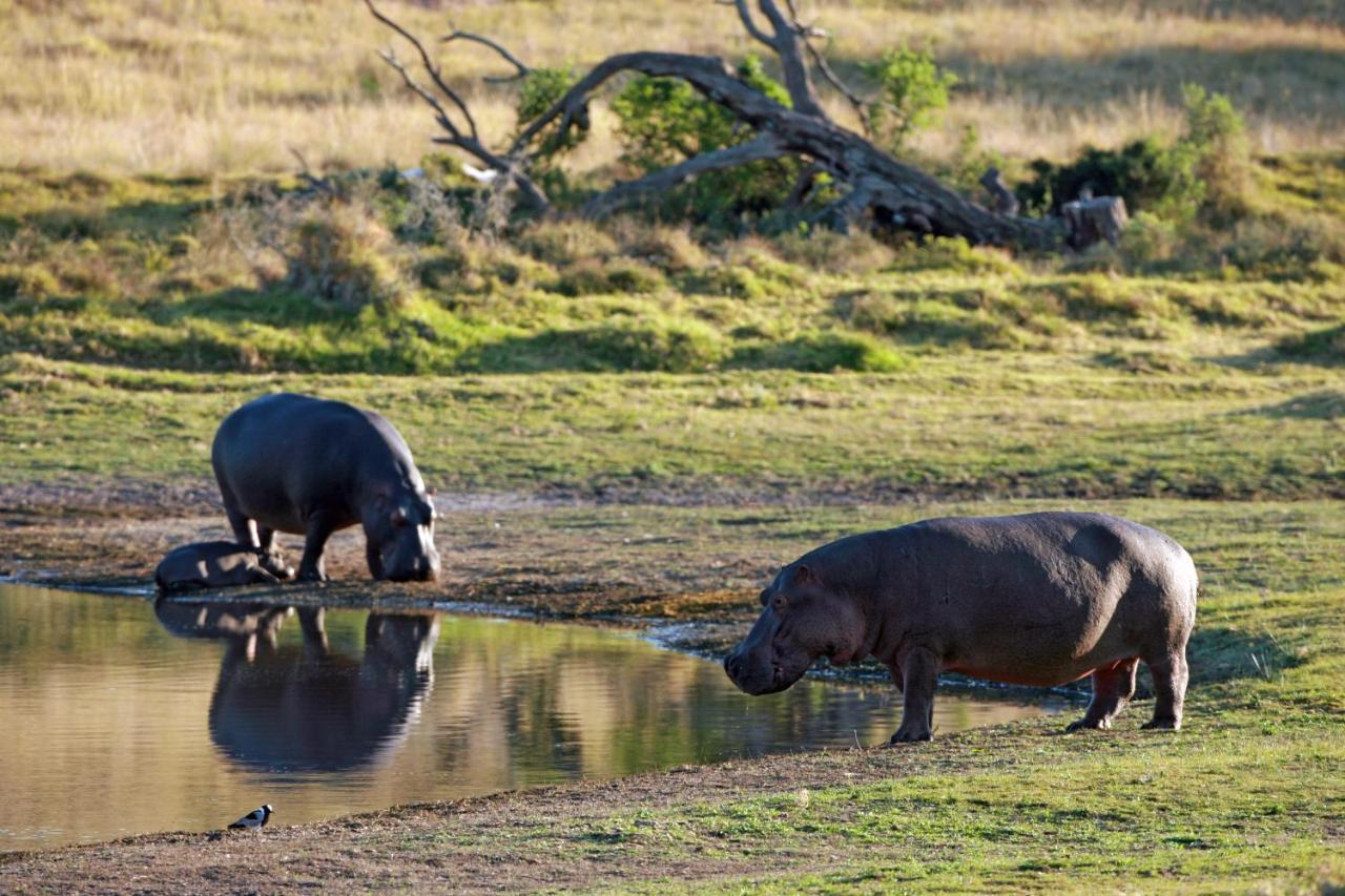 Lalibela Game Reserve - Kichaka Lodge Paterson Bagian luar foto