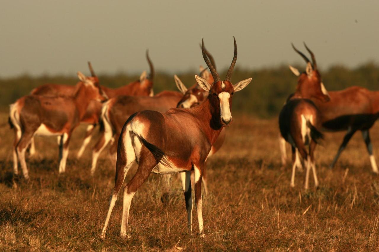 Lalibela Game Reserve - Kichaka Lodge Paterson Bagian luar foto